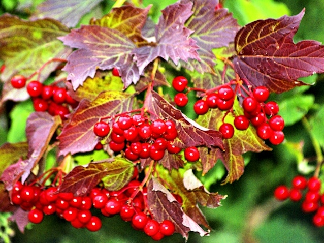 Осінній збір: корисні лікарські рослини та плоди вересня 